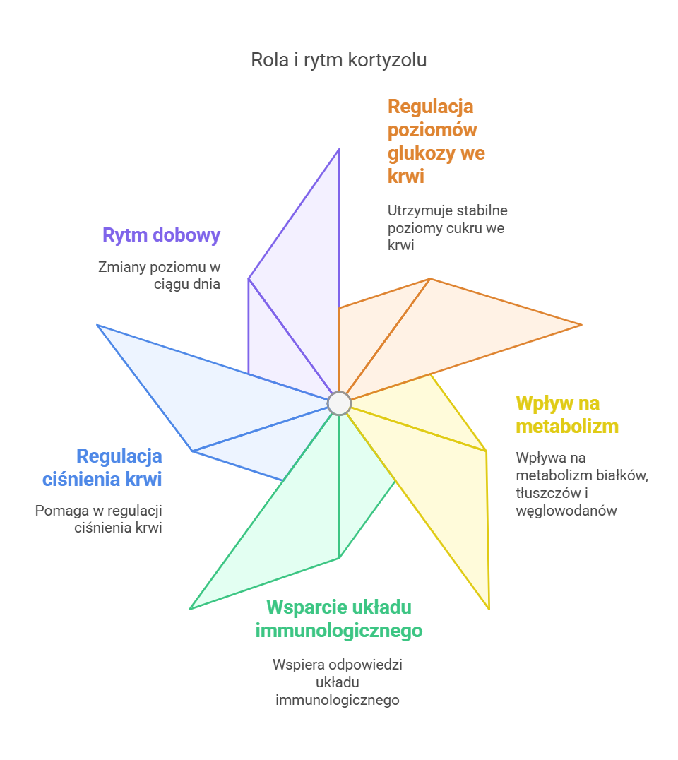 Infografika przedstawiająca różne role i wpływ kortyzolu na organizm człowieka, ukazane w formie sześciu odgałęzień przypominających płatki. Obejmują one: rytm dobowy – zmiany poziomu kortyzolu w ciągu dnia, regulację poziomów glukozy we krwi – utrzymywanie stabilnych poziomów cukru, wpływ na metabolizm – regulacja metabolizmu białek, tłuszczów i węglowodanów, wsparcie układu immunologicznego – wspomaganie reakcji odpornościowych, regulację ciśnienia krwi oraz ogólną homeostazę organizmu.